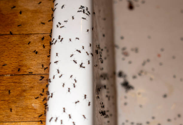 Best Pest Prevention Services  in Agler Beach, FL