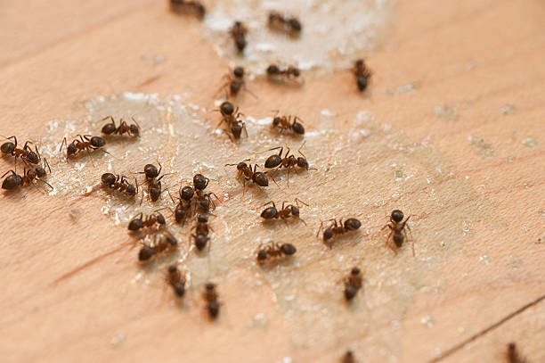  Agler Beach, FL Pest Control Pros