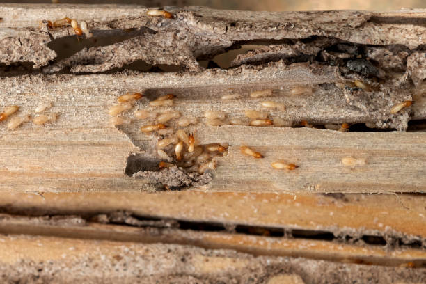 Pest Prevention Services in Flagler Beach, FL