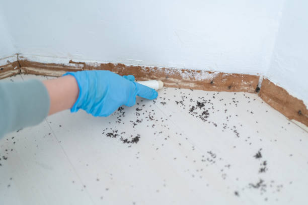 Best Termite Control Services  in Agler Beach, FL